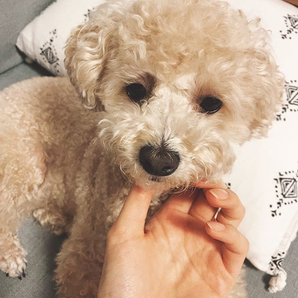 권나라, 벌써 30대 나이? 반려견 호두와의 최근 근황 '공개'