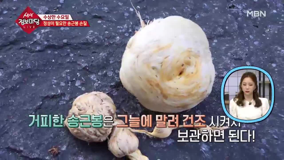 `송근봉` 효능 보니 `소나무에겐 혹, 사람에겐 약`