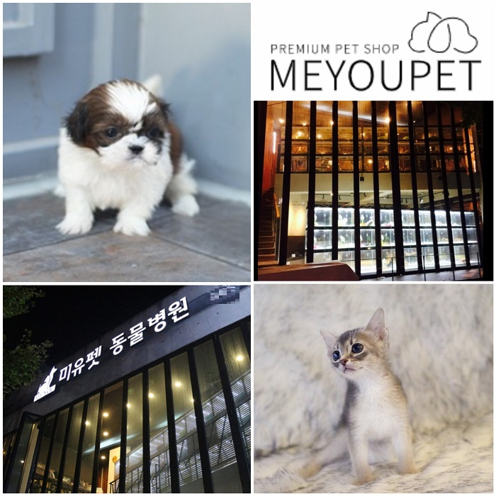 합리적인 고양이분양, 다양한 이벤트 애견샵 ‘미유펫’ 애묘인들 도와