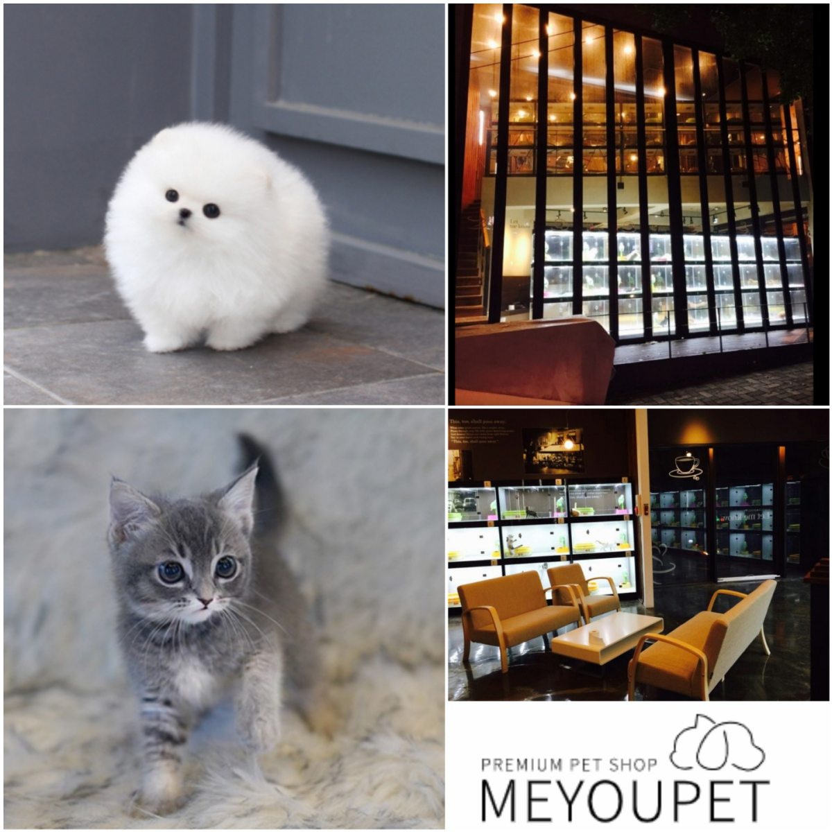 고양이분양 애견샵 ‘미유펫’ 동물병원과 협약 체결 전문적인 관리 실시