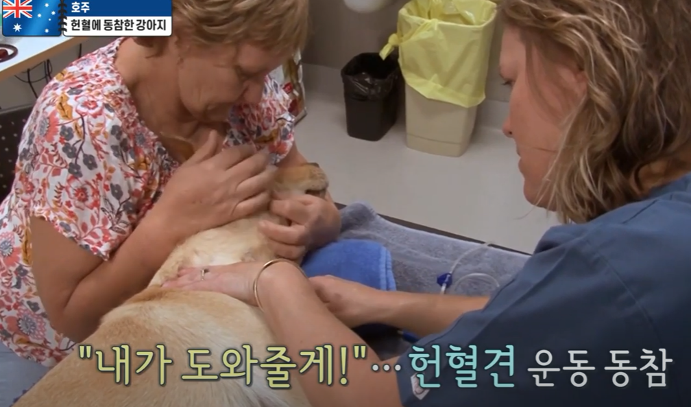 반려동물도 헌혈할 수 있다? 인식 개선 要