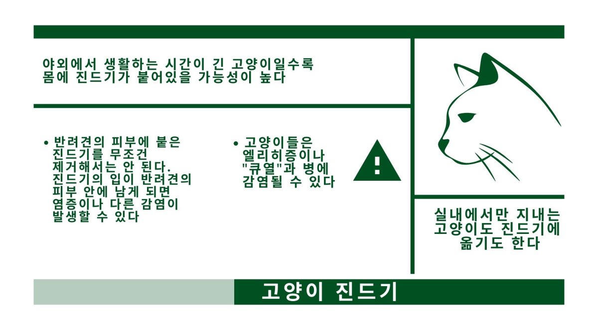 무리하게 떼어내면 감염 위험↑ ‘진드기 제거’하는 법