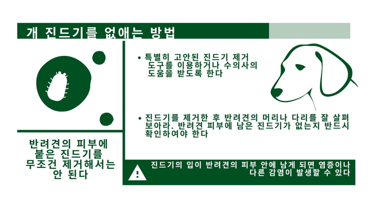 무리하게 떼어내면 감염 위험↑ ‘진드기 제거’하는 법