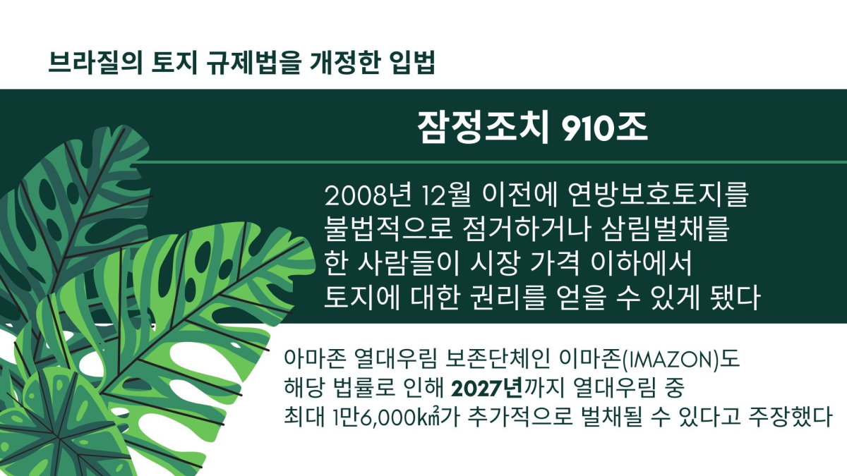 감염병 위기 속 아마존 열대우림 삼림벌채 증가