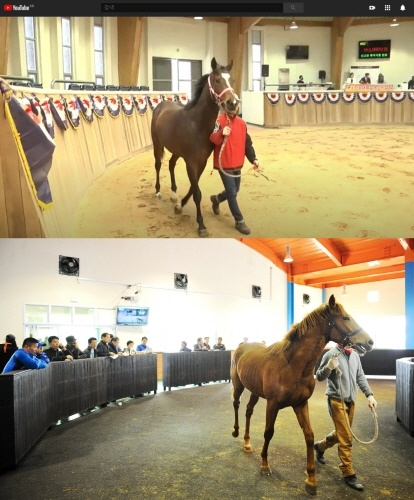 마사회, 6월 23일 '72두 내륙말 경매' 온·오프라인 병행 시행