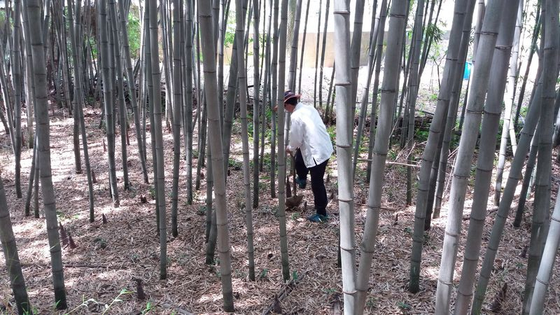 담양 대나무밭 농업, 세계중요농업유산에 등재