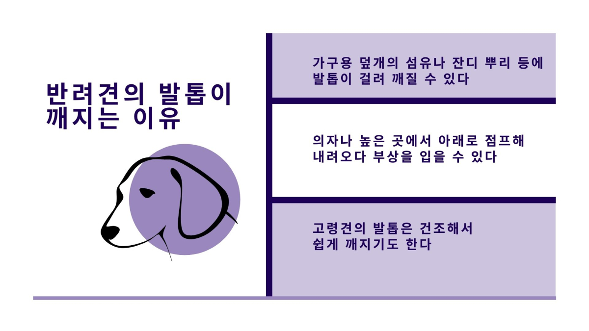반려견 발톱 부상, 통증과 출혈 동반…적절히 치료해야
