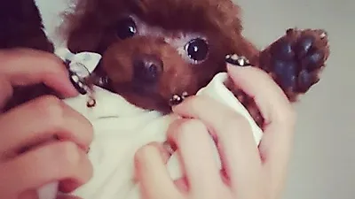 효연 반려견 비비안,"발바닥 어구 귀여워"