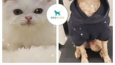 도그마루, 유기동물보호센터에서 유기견무료분양, 유기묘무료분양 받는 것의 의미 알려