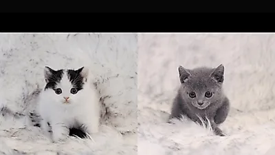 체계적인 반려동물 관리로 입소문난 미유펫, 부산고양이&부산강아지분양 최대 85%할인 진행해