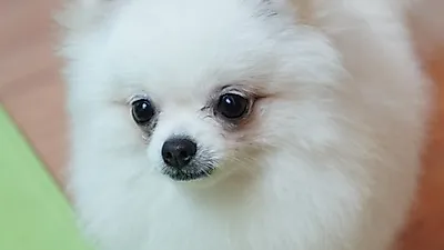 흰연어 들어간 사료 먹고 눈물자국 덜 생겨