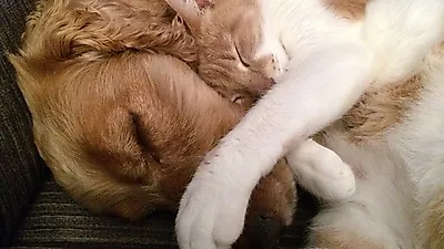 달라도 너무 다른 '강아지와 고양이' 같이 사이좋게 키우려면?