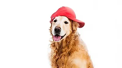 반려견과 함께 즐기는 야구 경기... 'SK 와이번스 도그데이(Dog Day)'