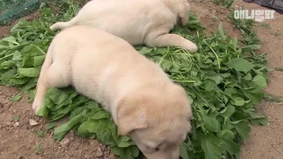 Puppies that keep coming back even when chased away, 3-4 month old puppies waiting for adoption