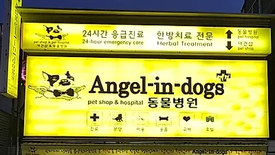 울산 애견분양 벚꽃처럼 예쁜 강아지분양을 엔젤인독스 이벤트와 함께