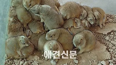 동물자유연대, 김해 부경동물원의 사육 환경과 관리 문제점 제기