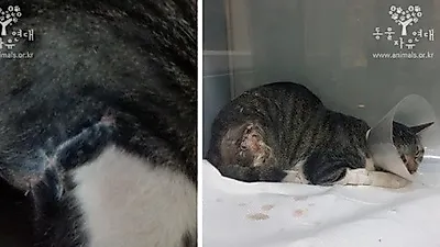 동물자유연대, 쩔뚝거리는 절망에서 폴짝거리는 희망 얻은 고양이