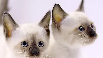 안심 고양이 분양 업체 ‘제나캣’, 분양가 이벤트 통해 최대 80% 할인