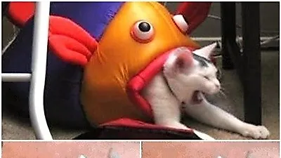 '고양이에게 생선을 맡겼더니...때 아닌 하극상? '대폭소'