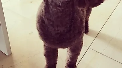 보아 반려견, 고개 든 채 "흠~~~~냐~~~~~얏!!"