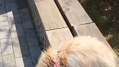 이엘 반려묘 망고, 산책냥 인증 "용감해졌다 너"