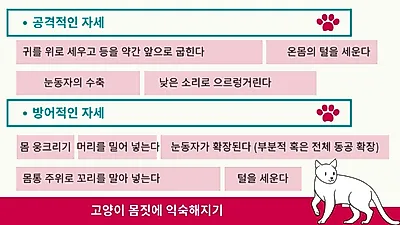 반려묘가 발톱을 세운다면? 고양이 공격성 유형 5가지