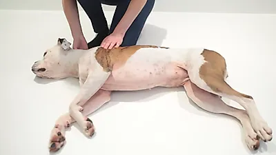 [반려견 상식] 촌각 다투는 반려동물 심폐소생술 "입 아닌 코에 해야"