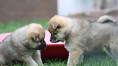 강아지가 공격성을 보이는 이유와 예방법
