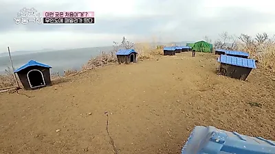 무인도에서 강아지 12마리와 사는 지훈 씨, 빗물 모아 설거지하는 이유