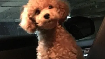남주혁 반려견 가을, 깜찍한 자태 "후라이드치킨"