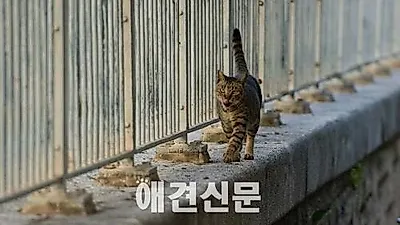 대전 중구 길고양이 개체수 조절사업 시작