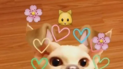 민효린 반려묘, 하트에 둘러쌓여 재롱 부리는 중