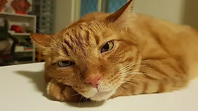 고양이 집사만 알 수 있는 고양이 행동