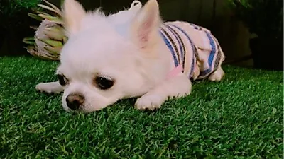 임수향, 풀 밭 위에 귀엽게 앉은 반려견 "이 쪼꼬미양 사랑해"