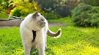 "반려견보다 반려묘", 늘어나는 고양이 집사