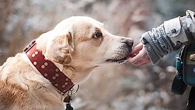동물들도 사람의 병문안을 갈 수 있다