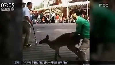 에버랜드서 몸길이 1m 넘는 수컷 캥거루 탈출
