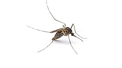 모기 잡는법, 천연모기퇴치제로 한번에 해결하자