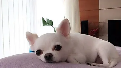 임수향 반려견, 쿠션 위 앙증맞은 자태 "하....너무 더워"