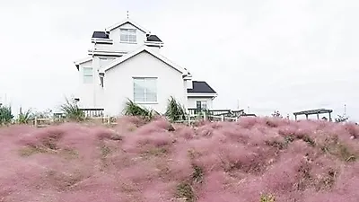 [국내가을여행지] "핑크뮬리+메밀꽃+갈대…" 9월 제주도 가볼만한곳 BEST 6