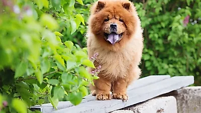 곰? 사자?...중국의 야생견 '차우차우'의 인기