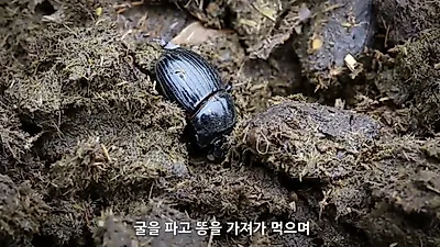 멸종위기 애기뿔소똥구리 인공증식에 성공…자연 품으로 돌아갔다