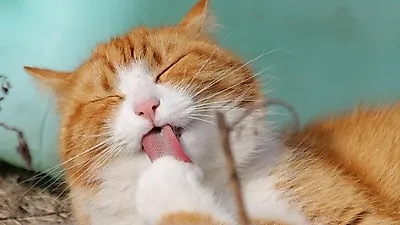 동물보호단체, 이마트 펫샵에 강아지 판매 중단 요구