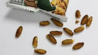 식용 곤충 바로 알기