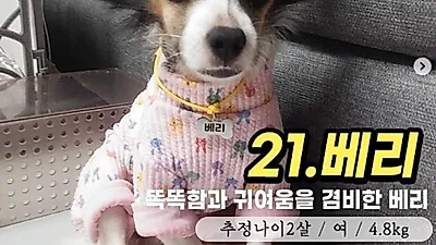 아팠던 몸과 마음 모두 잊고 새 가족 찾고 있는 사랑스런 '베리'