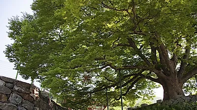 [국내 추천여행지] 진천, 가볼 만한 곳…'8월 여름 힐링과 물놀이를 생거진천자연휴양림에서 한 번에 즐기자'