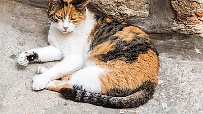길고양이에게 '간택'당했을 때