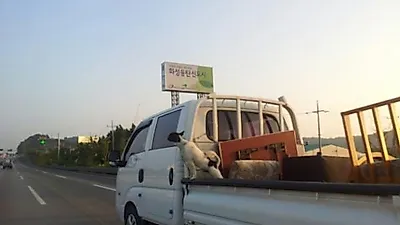 차량을 통한 반려동물과의 부주의한 이동, 제2의 '악마 에쿠스'를 만든다.