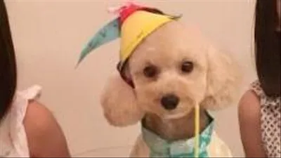 이정현 반려견, 생일 모자쓰고 케이크 앞에서 '찰칵'