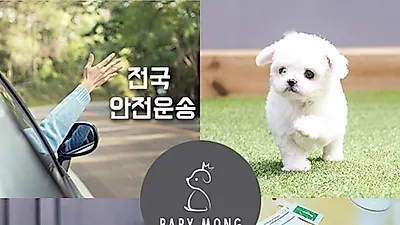 베이비몽, 건강한 강아지 분양 위한 4가지 실천 공개
